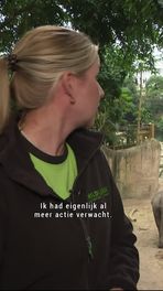 Nieuwe fokbul in Wildlands