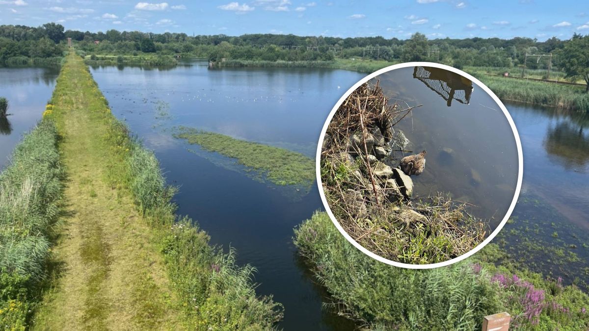 Vermoeden van vogelgriep in Kristalbad: houd honden aan de lijn