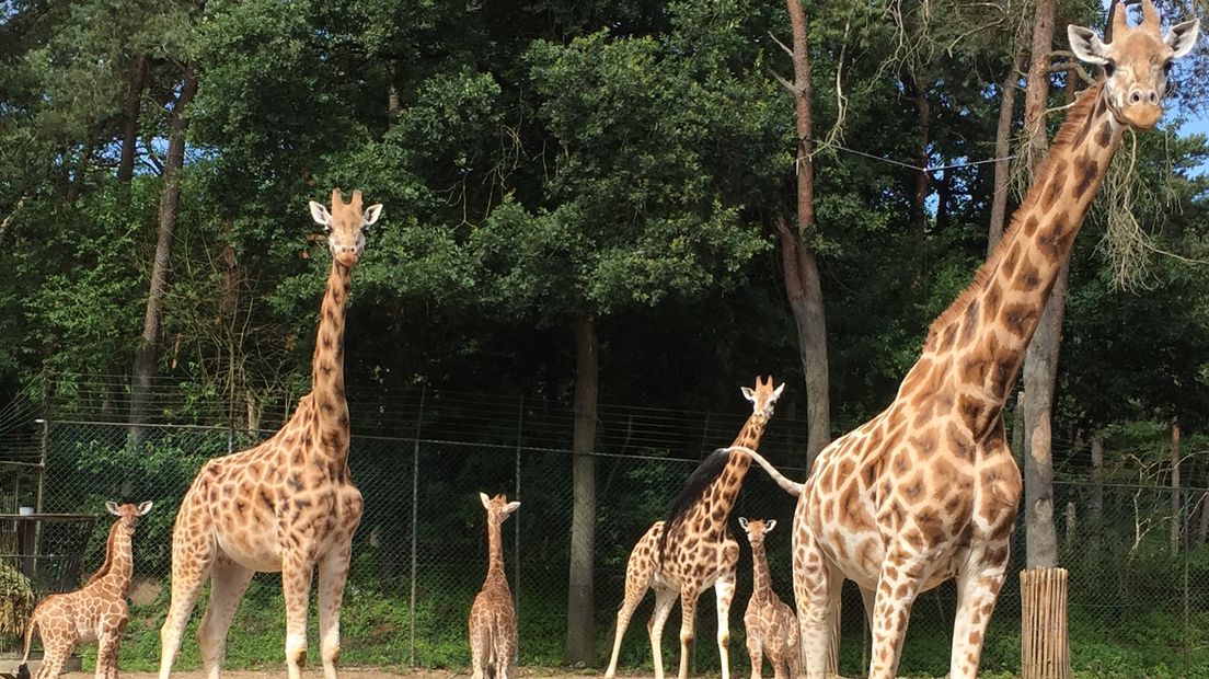 Hoewel er normaal zo'n vijf giraffen per jaar worden geboren in de Arnhemse dierentuin Burgers' Zoo, kwamen nu maar liefst drie jonge girafjes ter wereld in acht dagen tijd.
