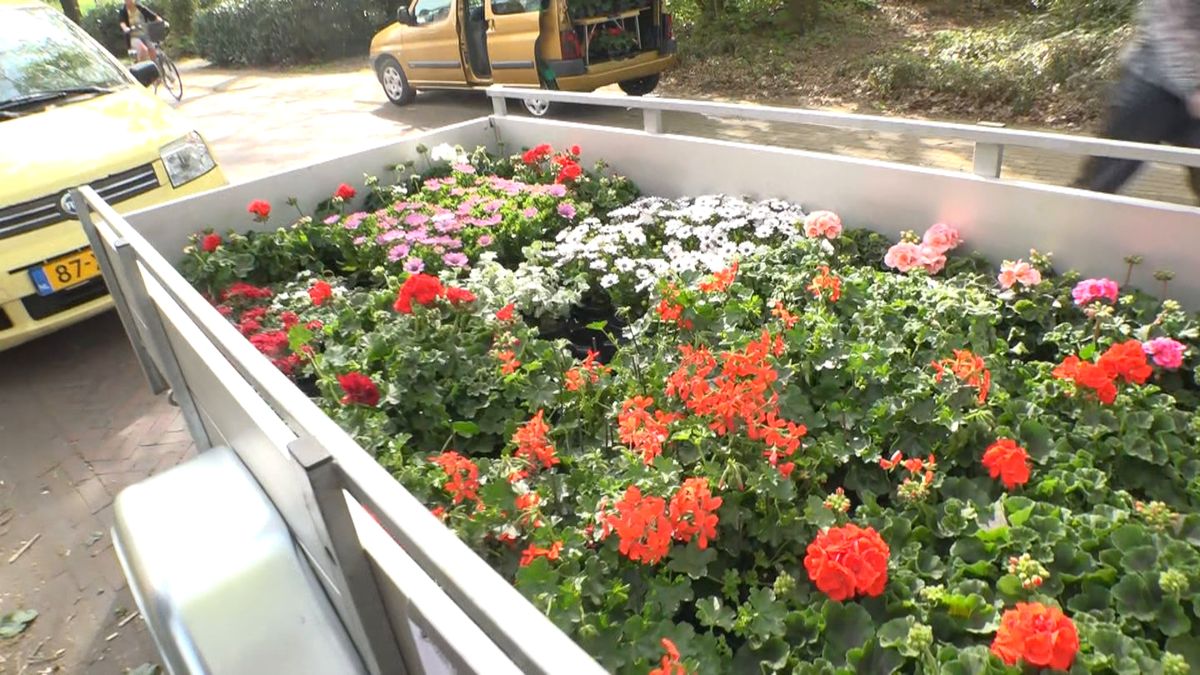 Op Tjak: Bloemenactie voor kerken Havelte en Uffelte