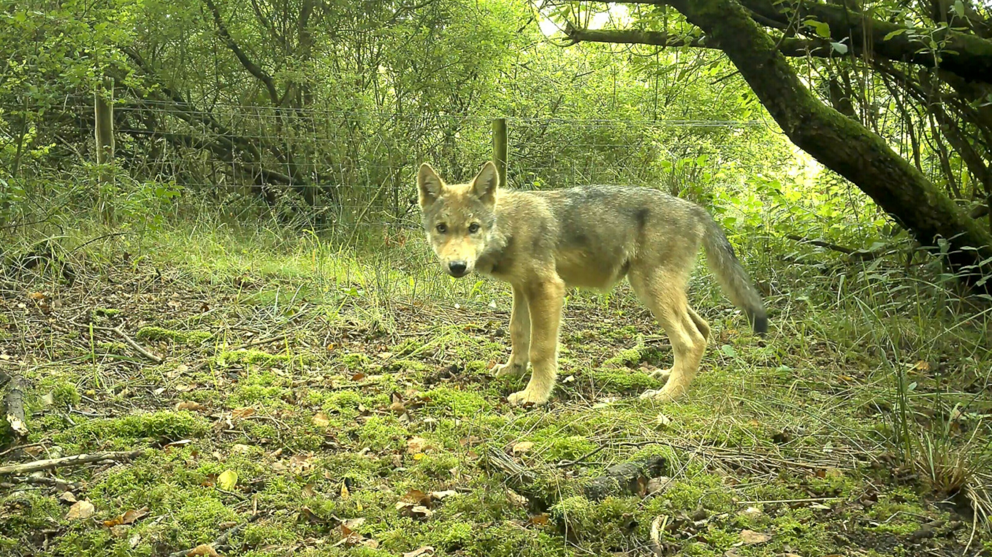 Wolvenroedel heet Middenveld, waar komt die naam vandaan?