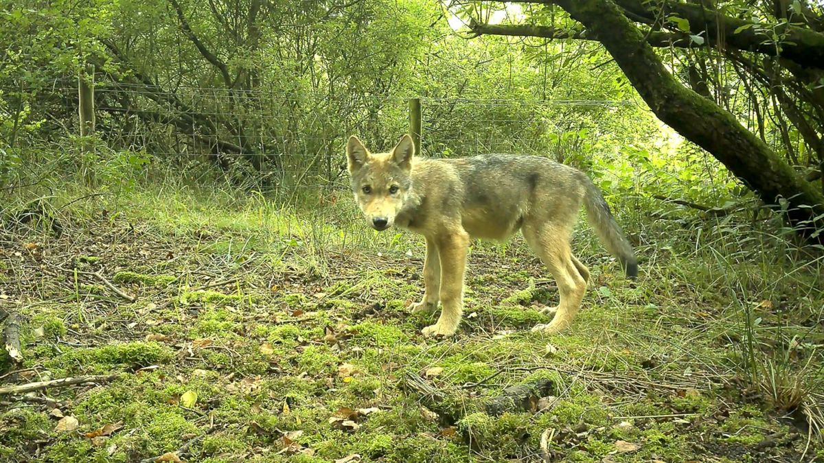 Hoe Middenveld het verhaal van een wolvenroedel en een ver verleden vertelt