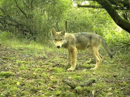 Wolvenroedel heet Middenveld, waar komt die naam vandaan?