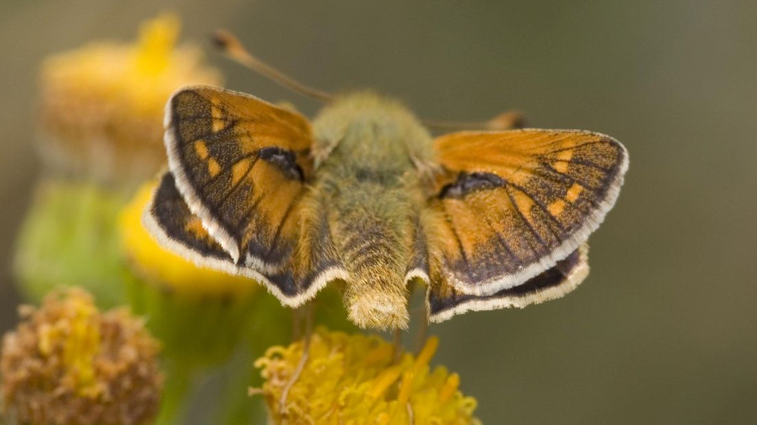 De kommavlinder is een van de dieren waarvoor de provincie geld beschikbaar stelt