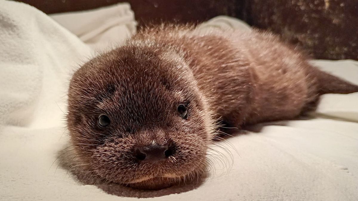Jonge otter gevonden in Hallum | Gaslekkage Gorredijk gedicht