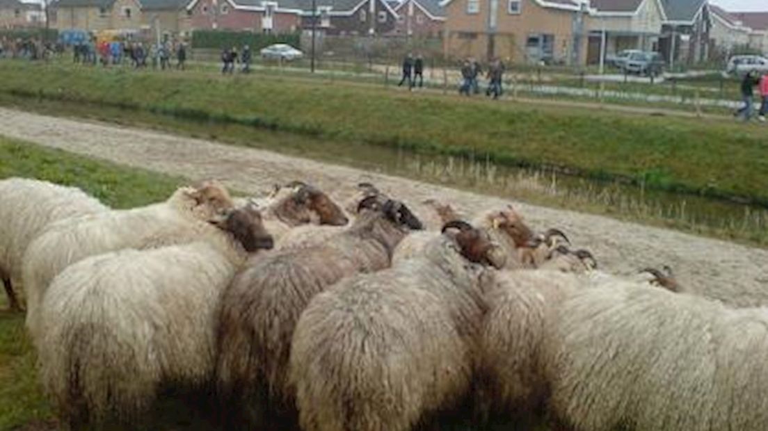 Schapen houden gras Broekpark kort