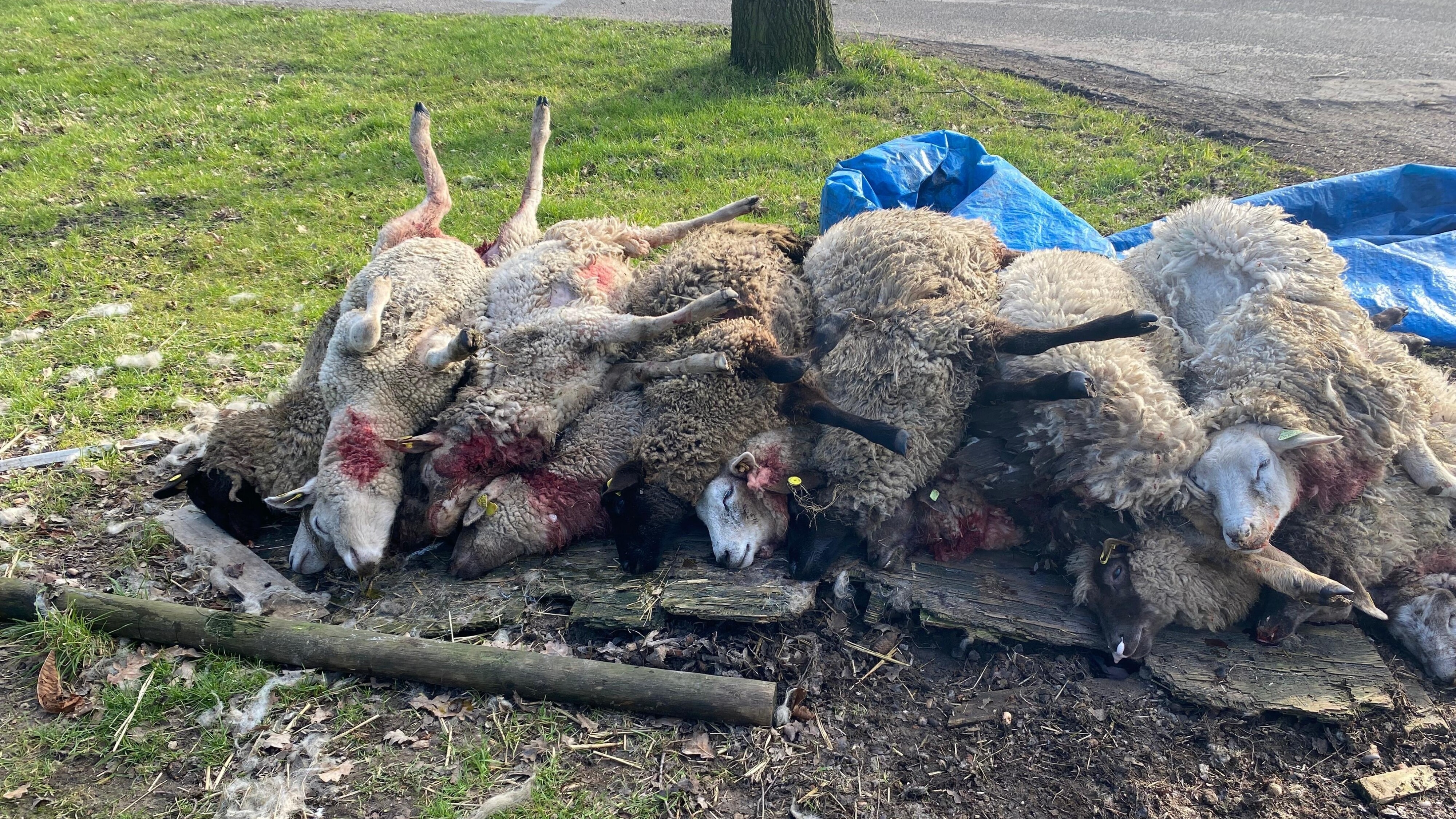 In oantal fan de skiep dy't slachtoffer wurden binne