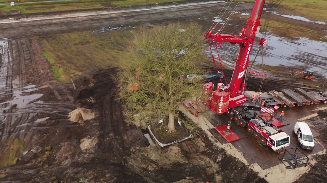 Operatie zomereik Hollandscheveld geslaagd: boom is verplaatst