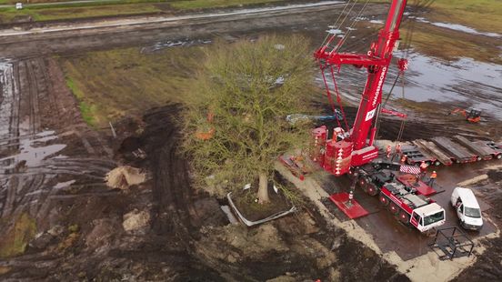 Operatie zomereik Hollandscheveld geslaagd: boom is verplaatst