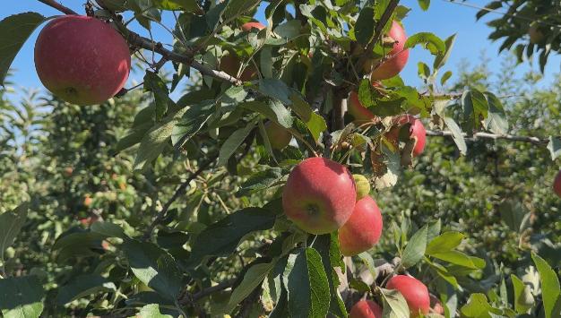 Moeizaam seizoen voor fruittelers door droogte en schimmels, maar wél smaakvoller fruit