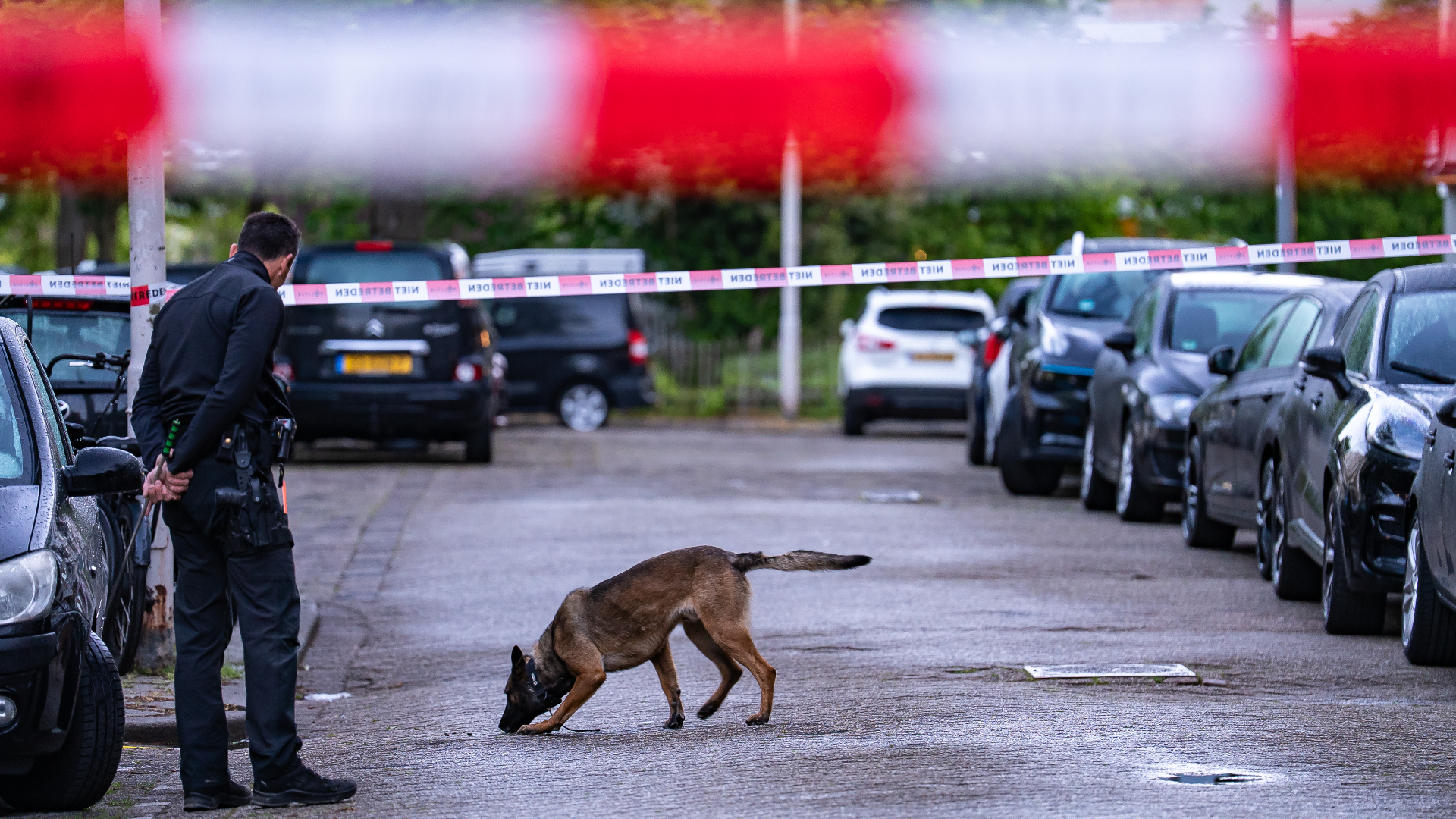 Een politiehond speurt in de Krabbestraat naar sporen.