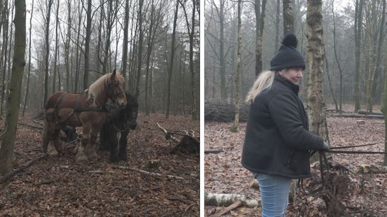 De paarden van Jannetje doen het werk dat machines niet kunnen