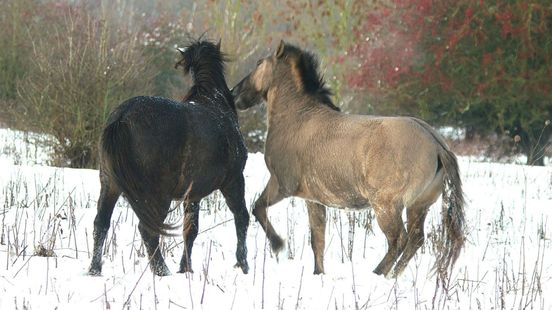 Dieren trotseren sneeuw • nieuwjaarsrecepties afgelast