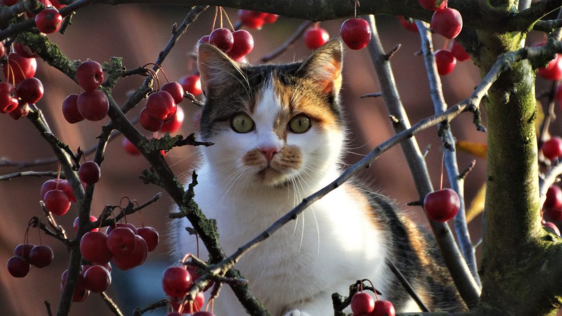Kat in de boom