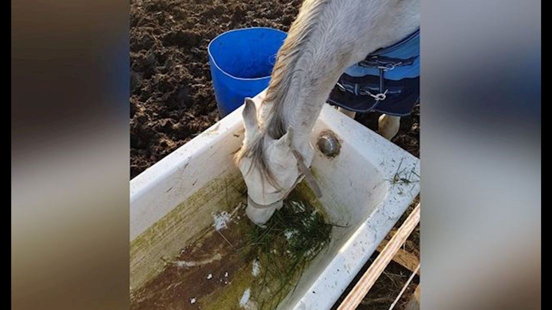 De verwaarloosde pony's en paard die in beslag zijn genomen