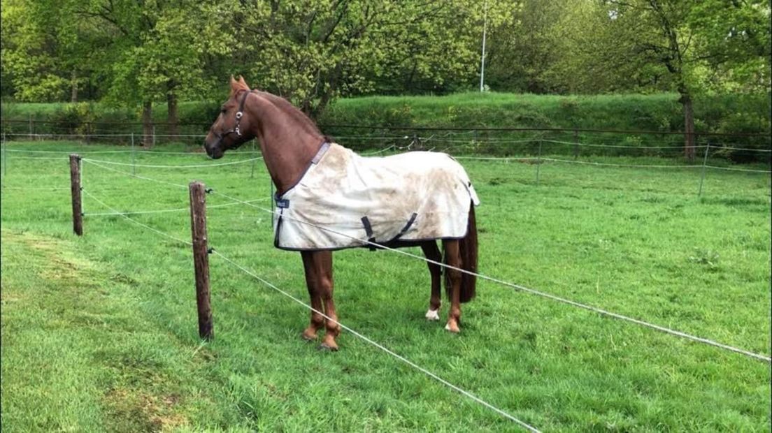 Ruby, het paard van Marjolein