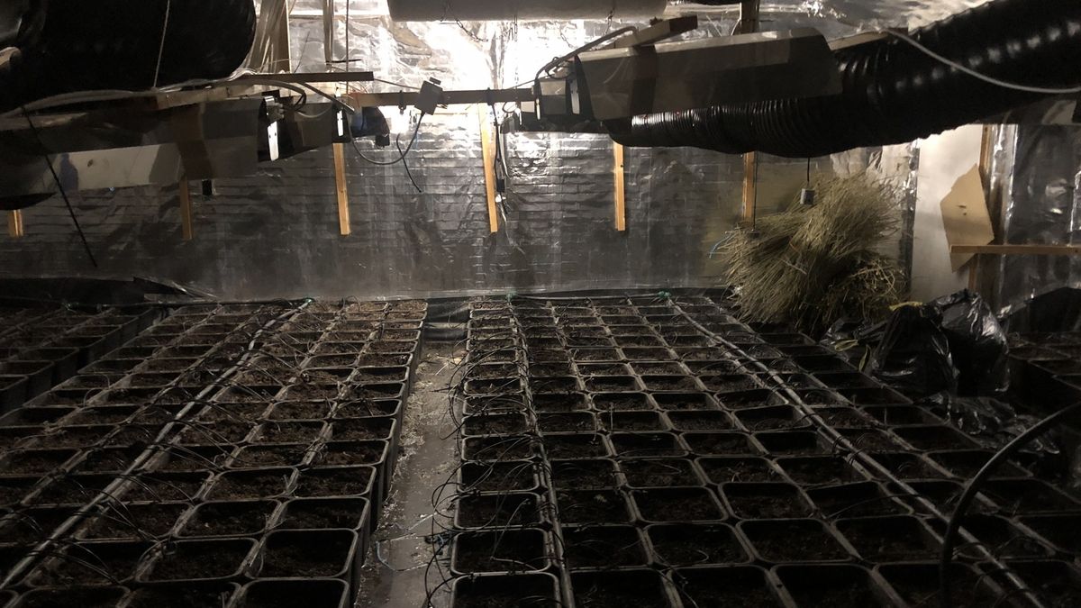 Vier hennepkwekerijen opgerold, drie verdachten vast