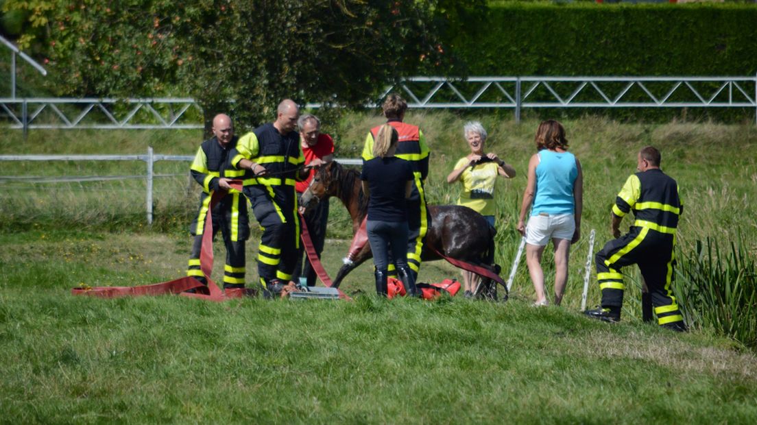 Paard uit sloot gered Pijnacker.