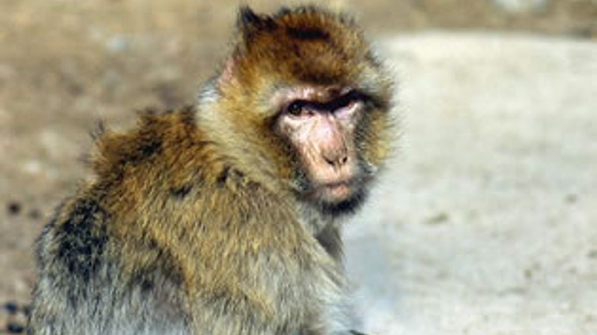 Waar komt de uitspraak ''in de aap gelogeerd'' vandaan? - Rijnmond