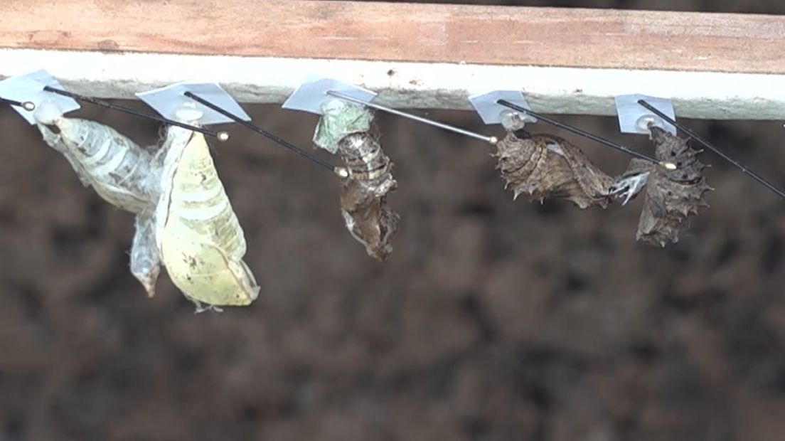 Vlinderliefhebbers kunnen hun ogen uitkijken in Vlindertuin 'De Kas' in Zutphen. Afgelopen maand is de tuin weer open gegaan voor publiek. Er zijn al vele vlinders te zien, waaronder de atlasvlinder, bijna de grootste vlindersoort ter wereld.