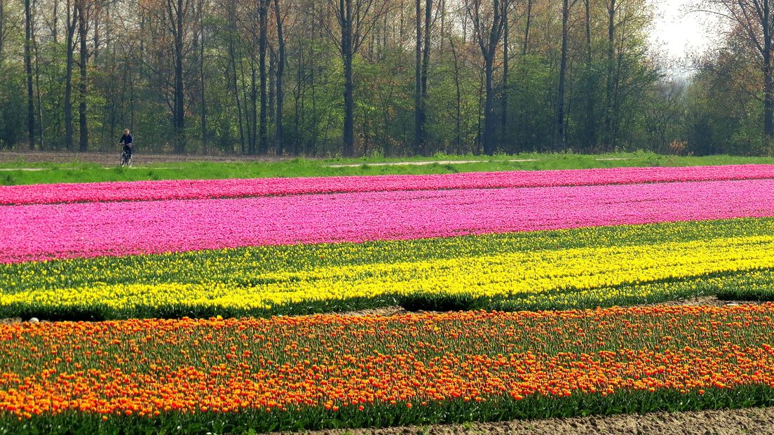 Bloemen kleuren het landschap in Terhole