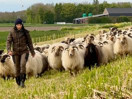 Opeens zijn acht schapen van Ing gestolen: 'Dit kon niet waar zijn'