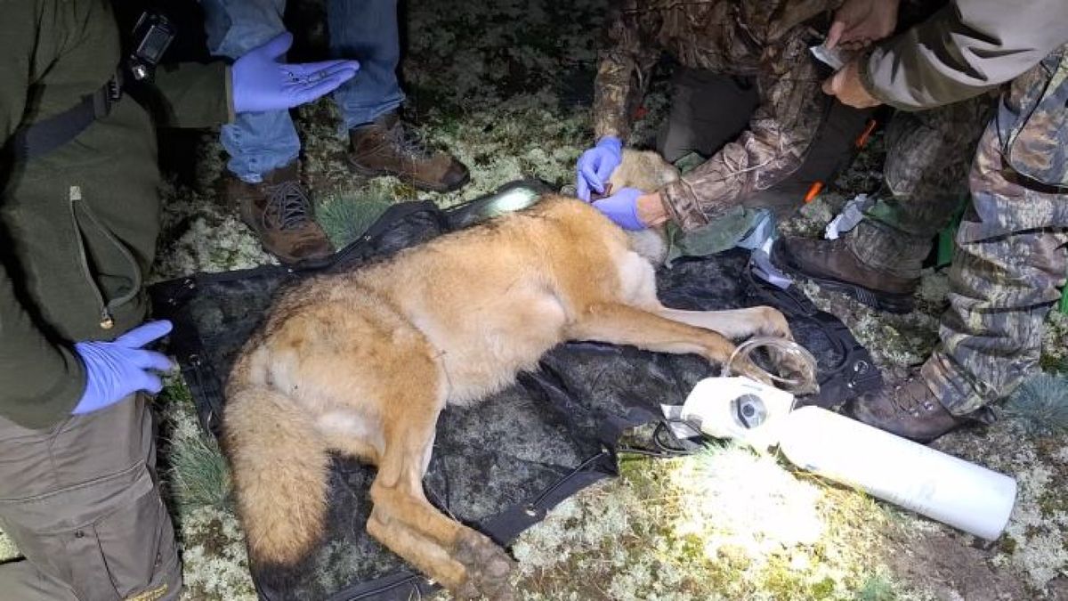 Universiteit Wageningen krijgt al lange tijd geen gegevens meer van enige gezenderde wolf in Nederla