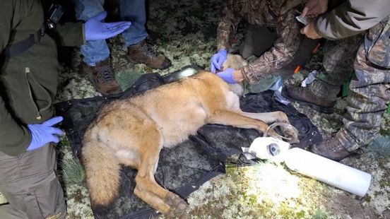 Universiteit Wageningen krijgt al lange tijd geen gegevens meer van enige gezenderde wolf in Nederland