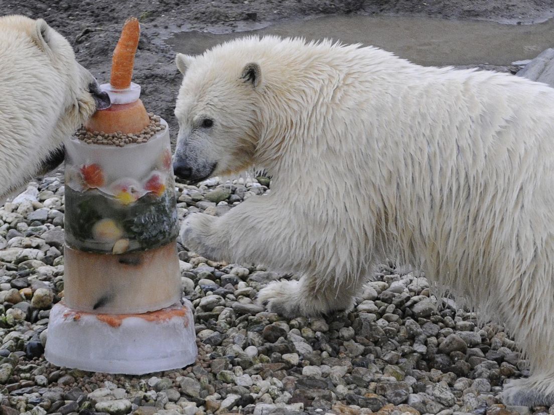 De jarige ijsberen krijgen een snack.