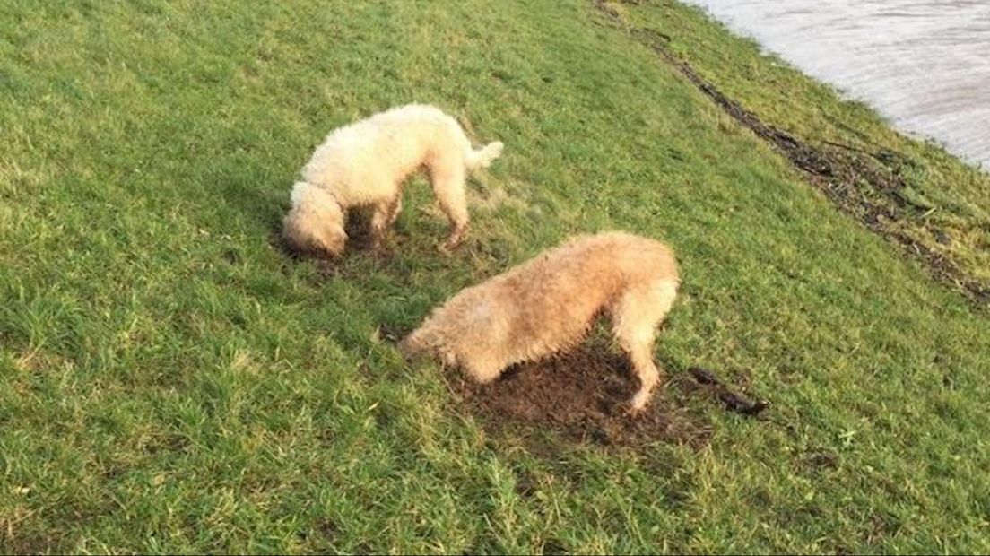Gravende honden in de dijk