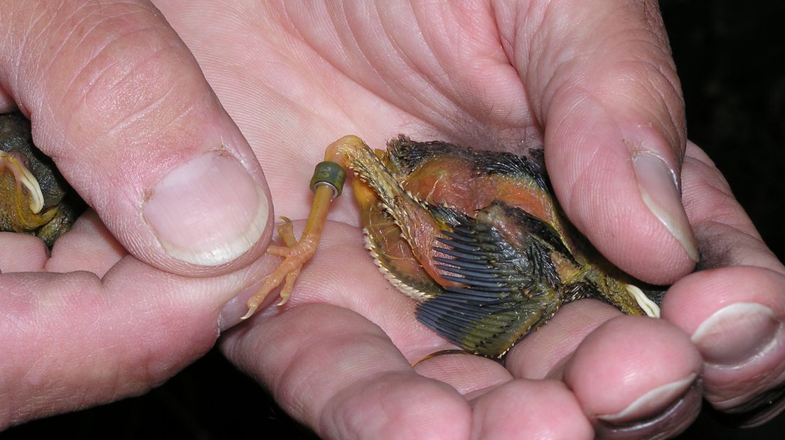 Eis: werkstraf voor stelen vogels en witwassen