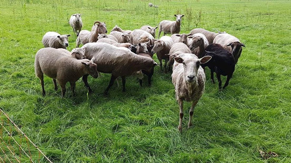 Ditmaal valt een husky een schaap aan bij Kinderboerderij Hellendoorn