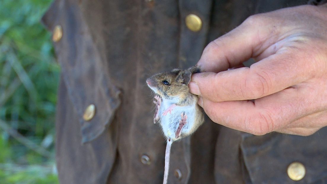 Natuurliefhebbers op muizenjacht in Zeeuws-Vlaanderen