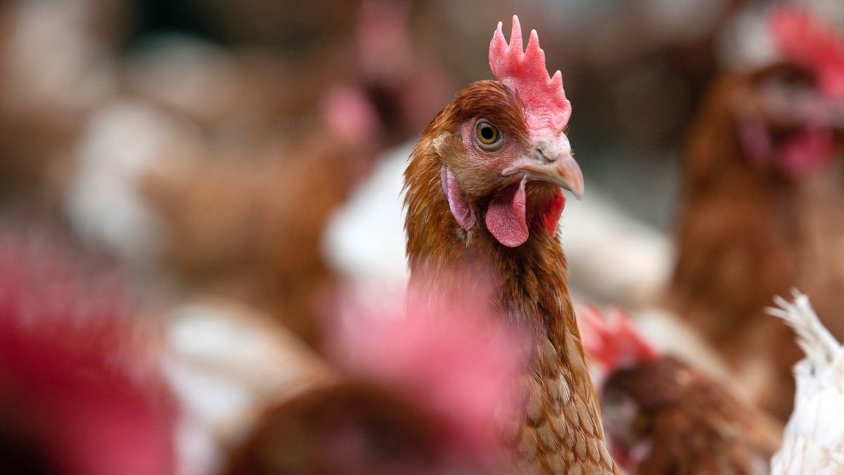Voor de tweede keer vogelgriep in Bornerbroek: 'De impact is enorm'