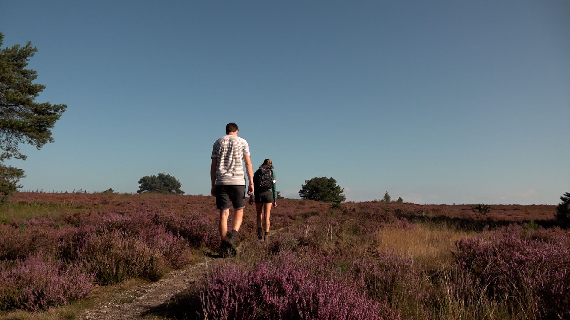 Vroeg uit bed voor de bloeiende heide