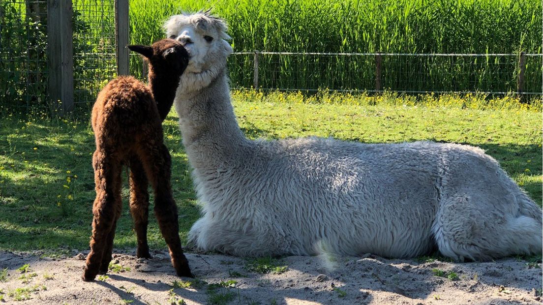 Moeder en dochter alpaca maken het goed