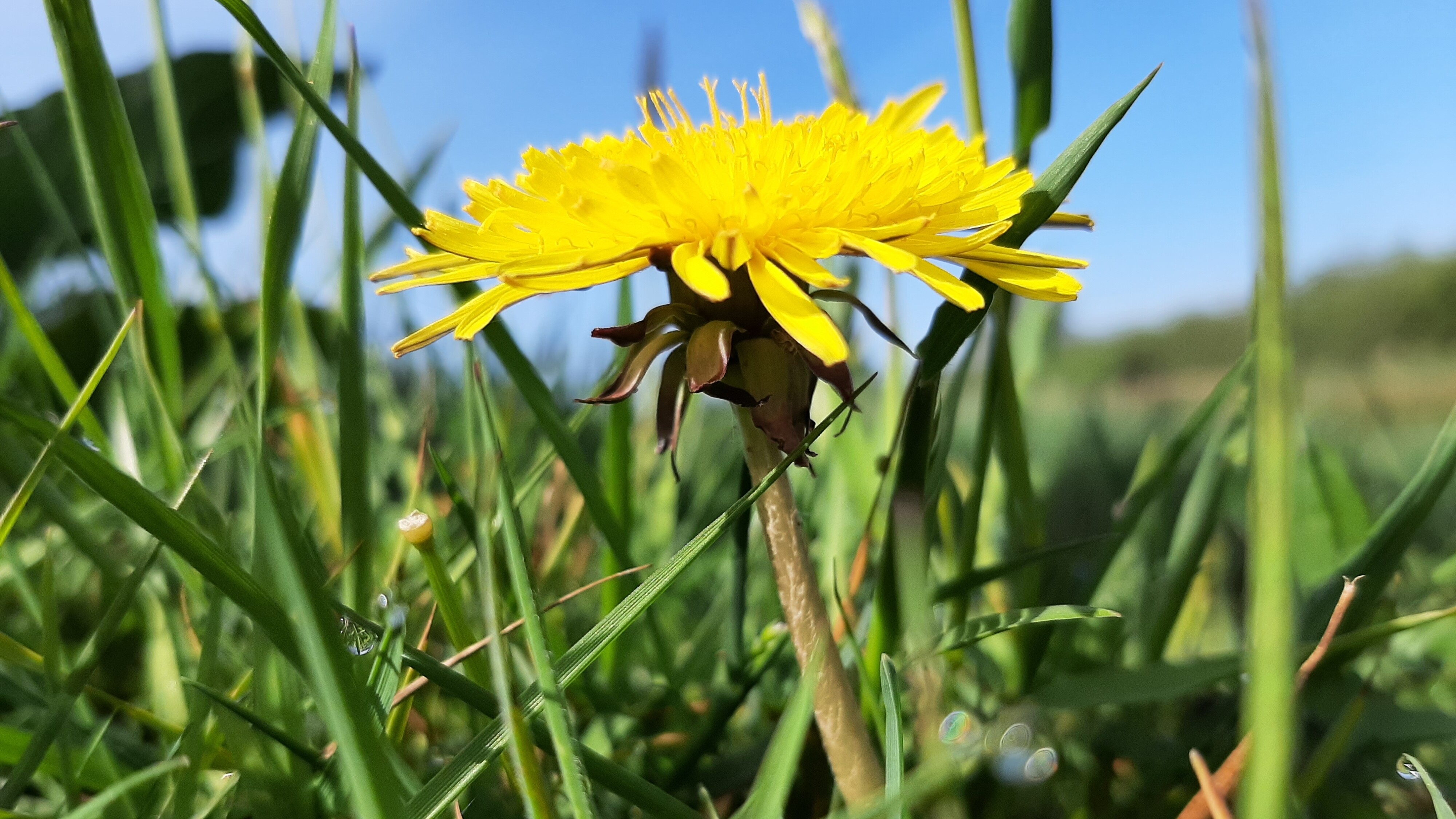 Friesland heeft steeds minder paardenbloemen: "Als we niets doen, raken we hem kwijt"