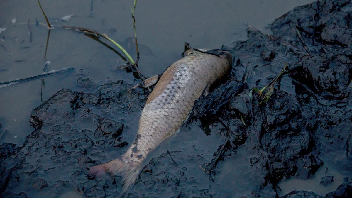 Dierenambulance over karperdrama: 