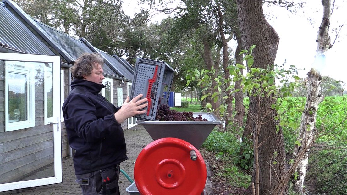 Druiven klaar om te kneuzen en ontstelen