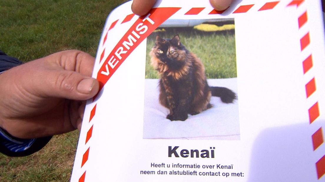 De vermissingsposter van kat Kenaï