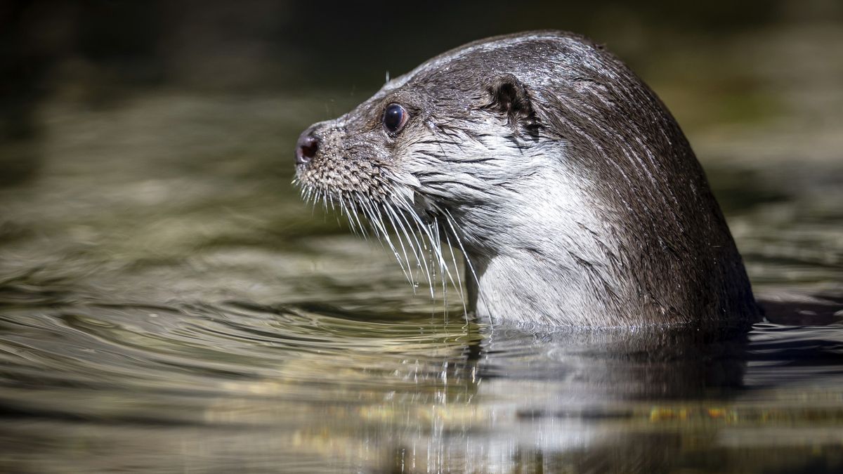 Provinciale weg drie dagen dicht om ottertunnel aan te leggen