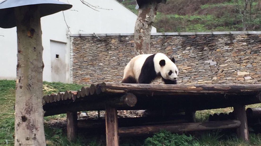 Kim kon een glimp van een van de panda's opvangen tijdens haar reis.