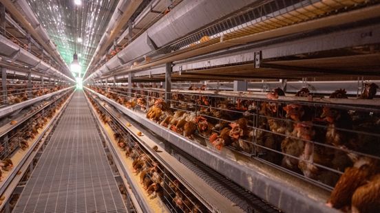 Vogelgriep net over de Duitse grens bij Gennep: ook maatregelen in Noord-Limburg Nieuws