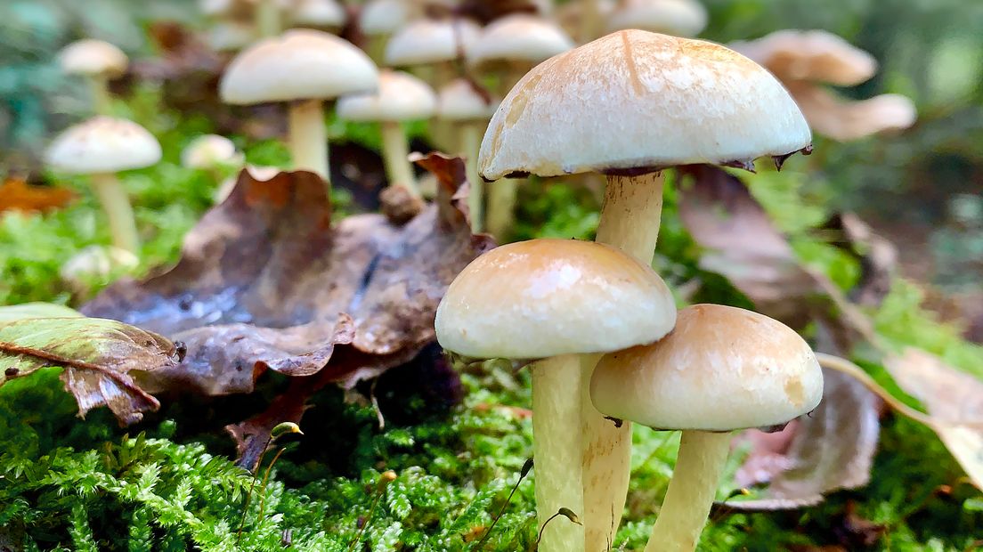 In de Gelderse natuur zijn dit najaar volop vliegenzwammen, eekhoorntjesbrood en andere paddenstoelensoorten te vinden. Het is namelijk een prima paddenstoelenjaar. Als je een gaaf exemplaar vindt, wil je daar wellicht ook een mooie foto van maken. En dat is nog best lastig. Daarom geeft professioneel natuurfotograaf Johan van der Wielen nuttige tips..