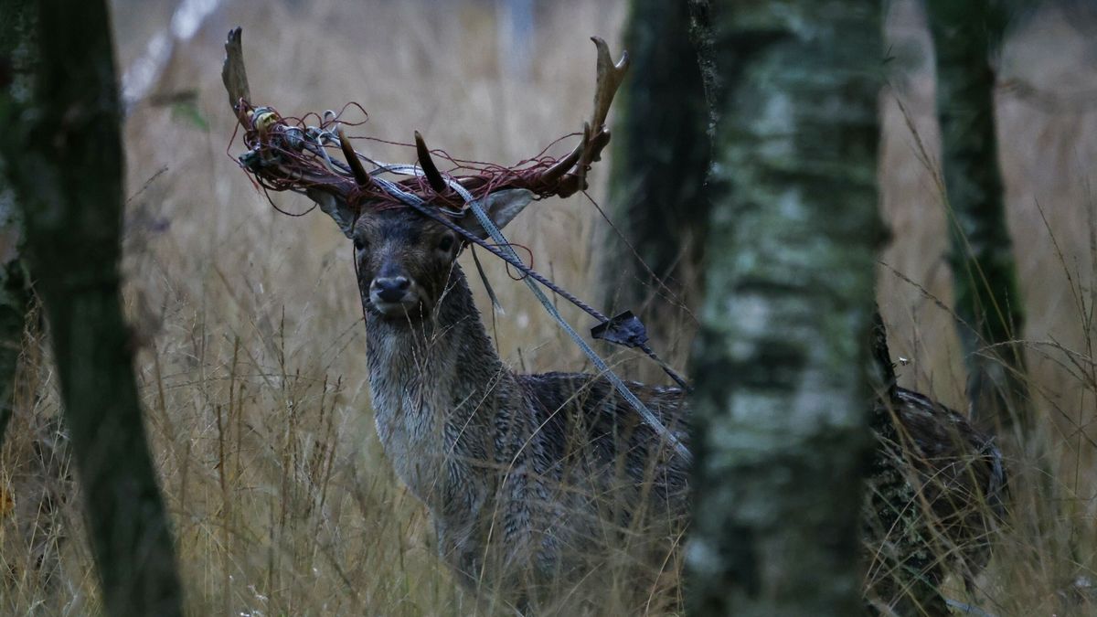 Damhert in nood in Katlijk, maar oplossing is er niet
