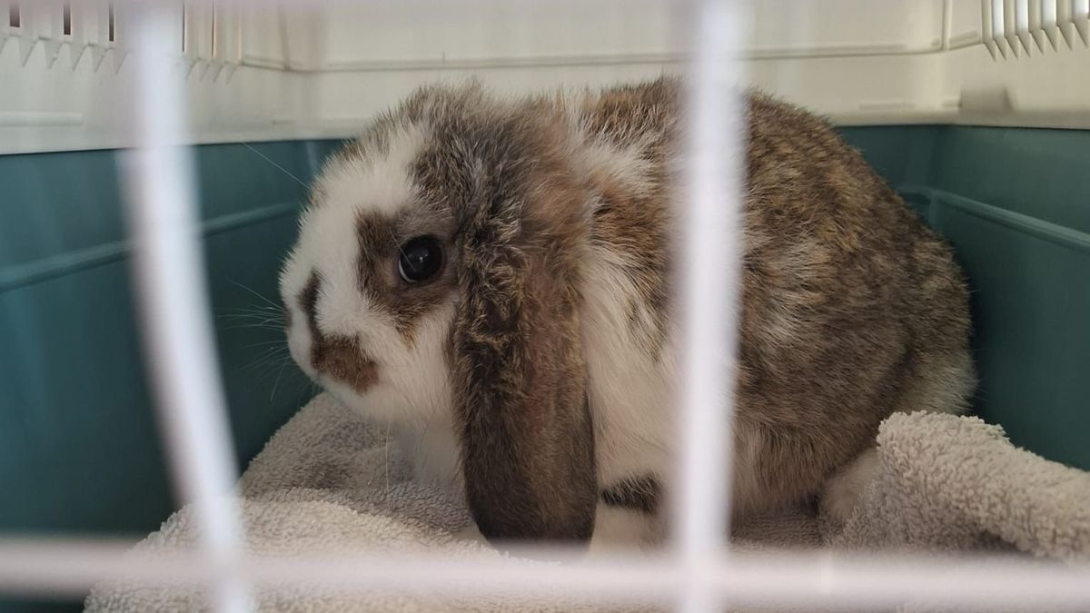 Konijntje uit auto gegooid