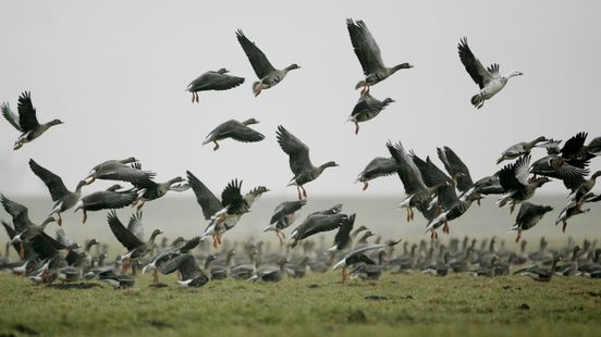 'Gans beschermt kinderen zoals mensen dat ook doen' Home