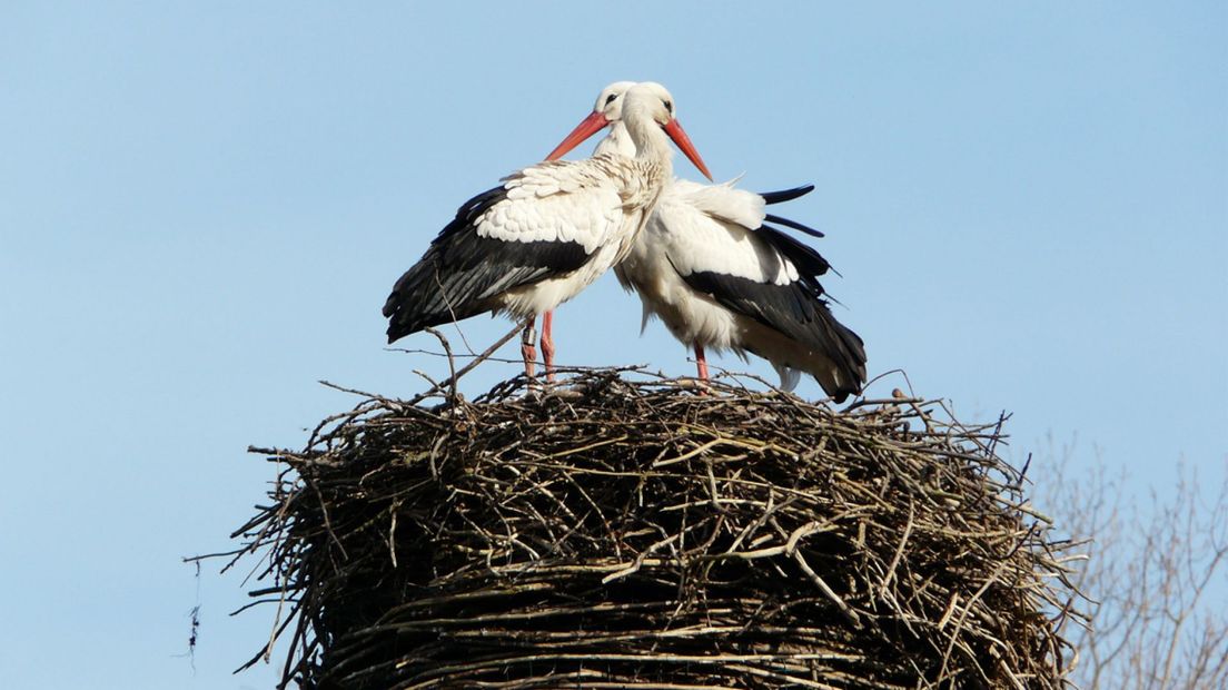 Ooievaars in Leiden