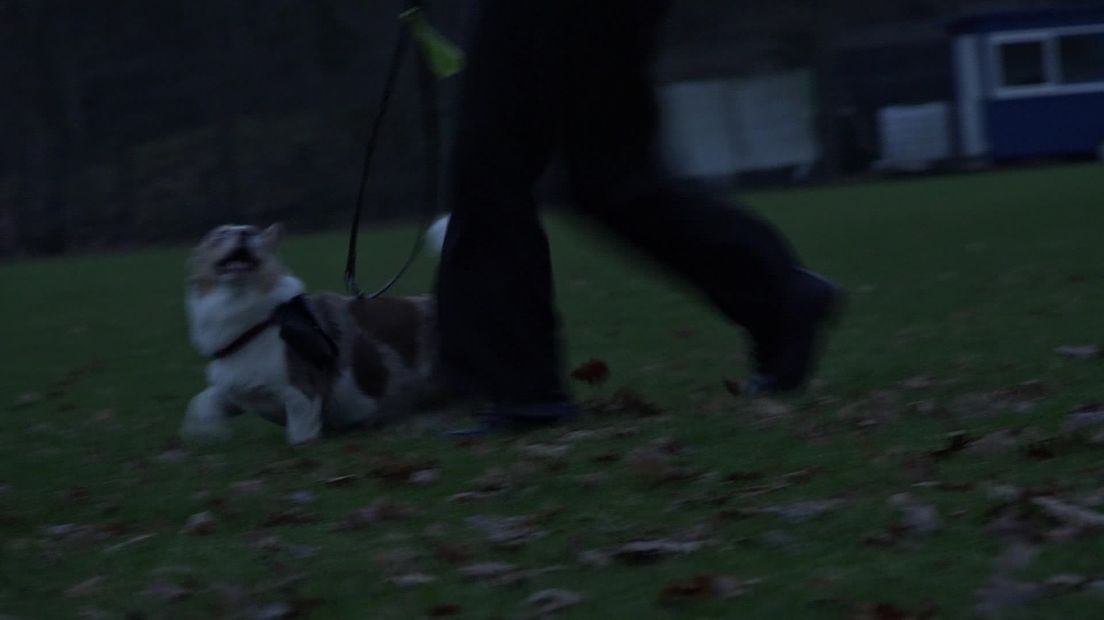 Ninette geeft clinics aan hondenbaasjes om oud en nieuw door te komen