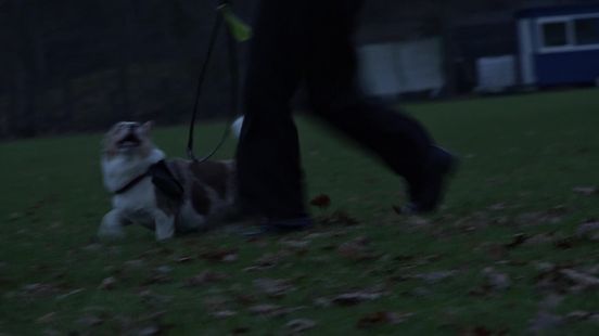 Ninette geeft clinics aan hondenbaasjes om oud en nieuw door te komen